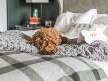 A small, curly-haired dog is lying on a bed with a gray blanket, next to a dog bone-shaped card with 