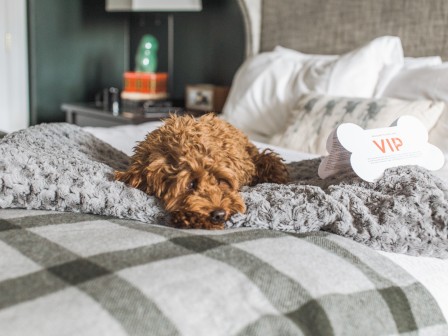 A small, curly-haired dog is lying on a bed with a gray blanket, next to a dog bone-shaped card with 