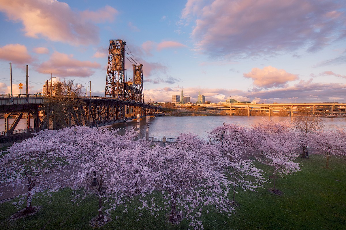 Cherry blossom trees by the river with an industrial bridge and cityscape in the background during sunset.
