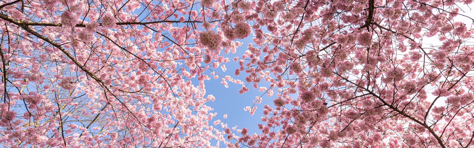 Pink cherry blossoms fill a clear sky, creating a beautiful canopy of delicate flowers bursting with springtime beauty.